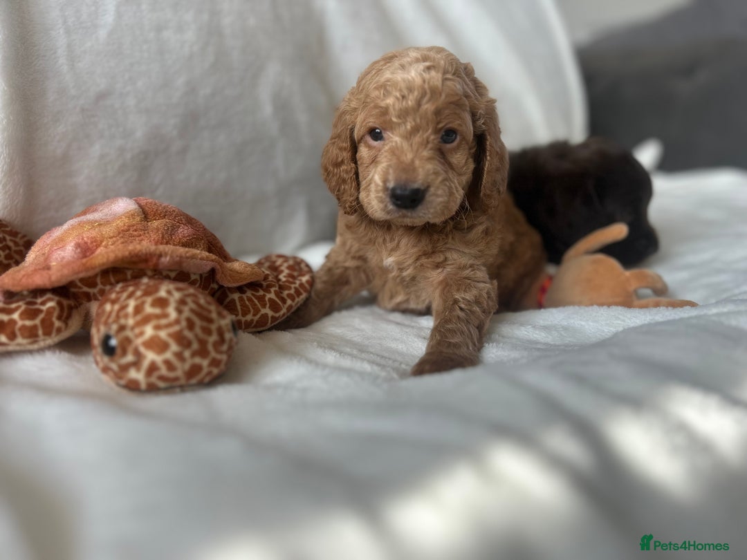 Cockapoo dogs for sale: beautiful toy cockapoo - Image 17