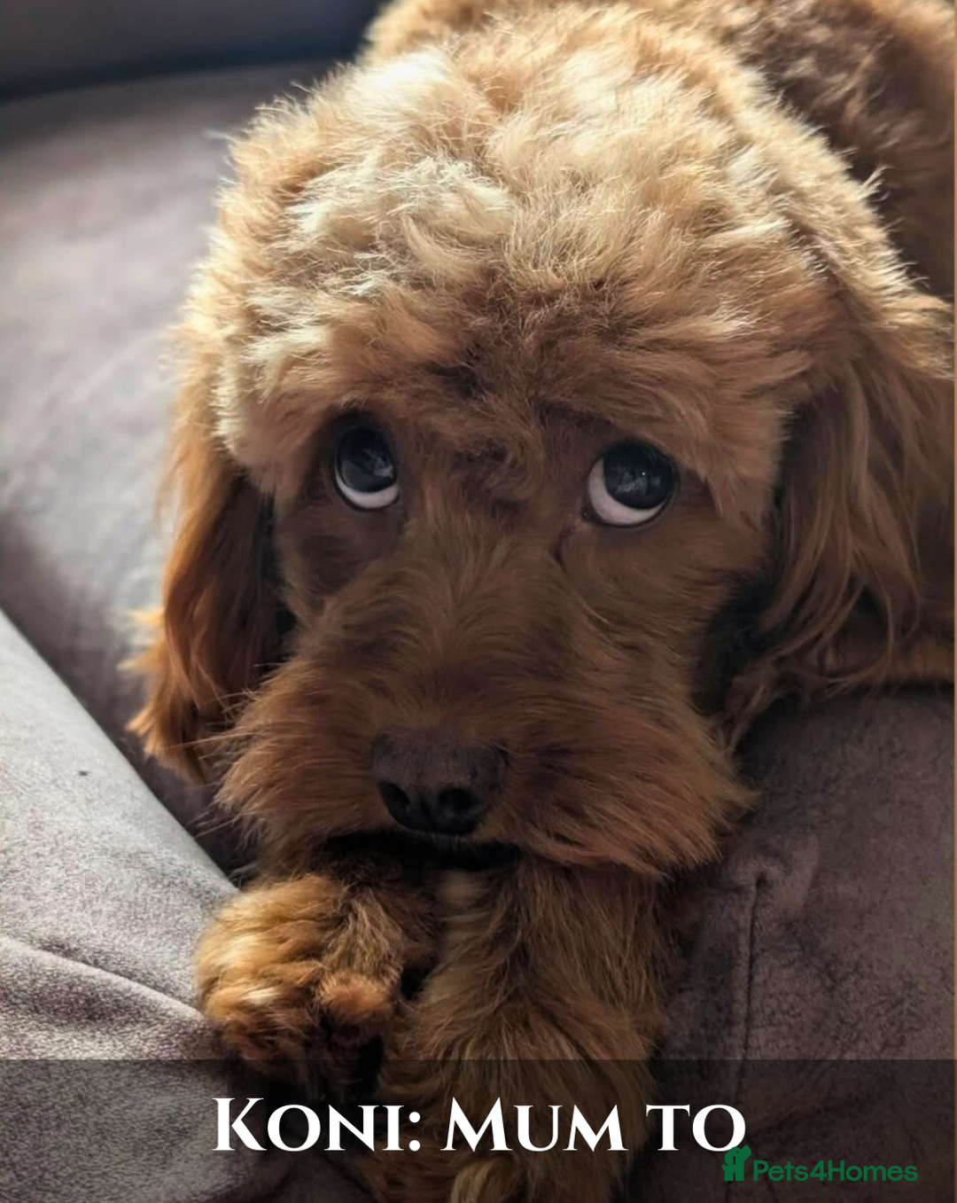 Cavapoo dogs for sale: 5 Beautiful Deep Red F1B Cavapoo Pups - Advert 4