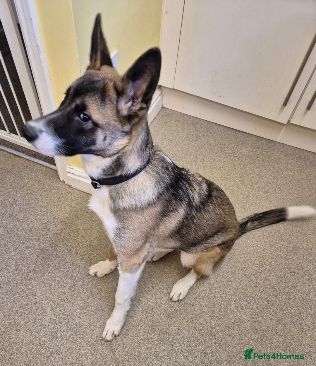 Mixed Breed dogs Lulu needs a new home - Advert 1