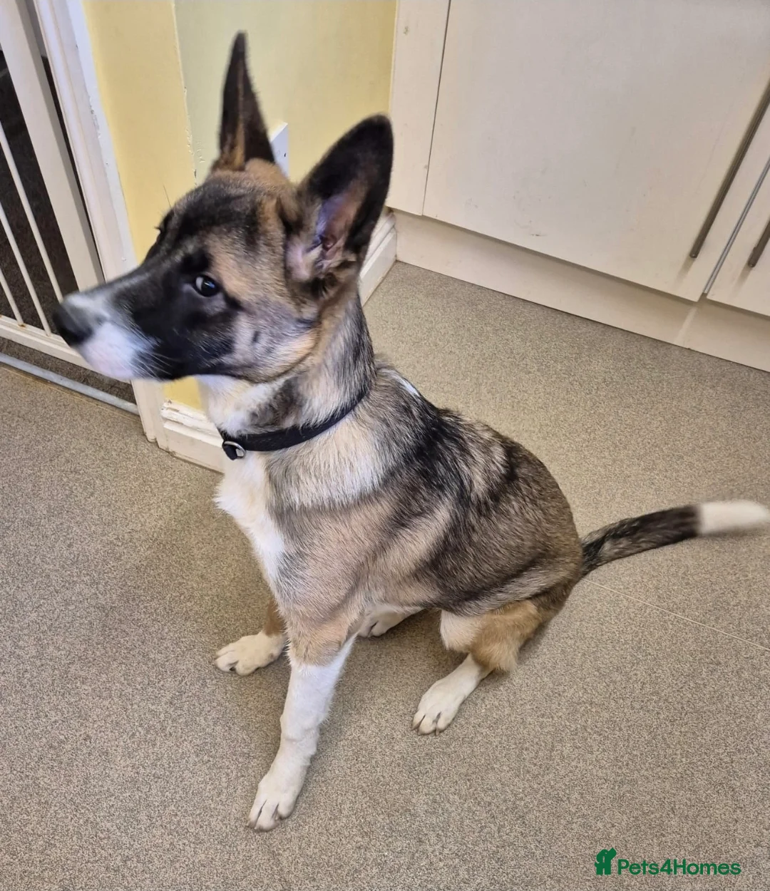 Mixed Breed dogs for sale: Lulu needs a new home - Advert 1