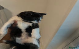 British Shorthair cats for sale: Kitten for sale 1 left ! - Image 2