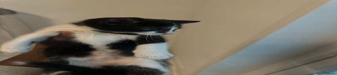 British Shorthair Kitten 1