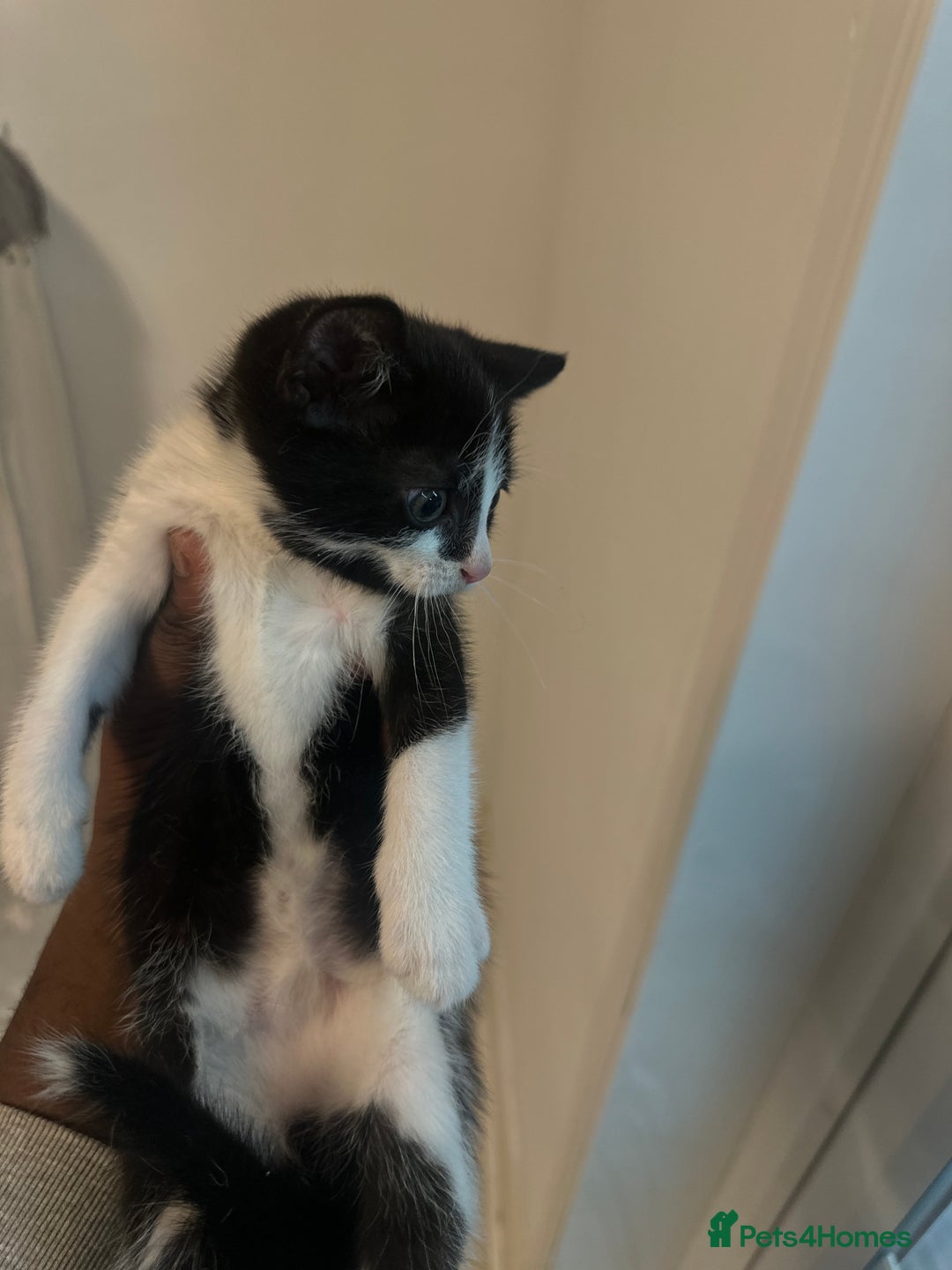 British Shorthair cats for sale: Kitten for sale 1 left ! - Image 2