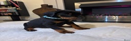 Dobermann dogs for sale: Stunning KC Dobermans champion bloodlines  - Advert 3
