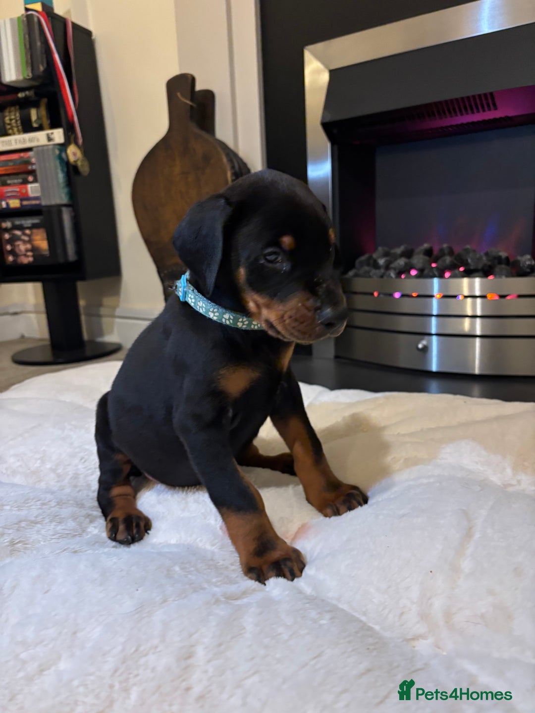 Dobermann dogs for sale: Stunning KC Dobermans champion bloodlines  - Advert 3