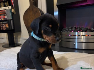 Dobermann dogs Stunning KC Dobermans champion bloodlines - Advert 4