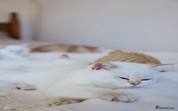 British Shorthair cats for sale: TICA British Shorthair Kittens Champion bloodline in Bedford - Image 16