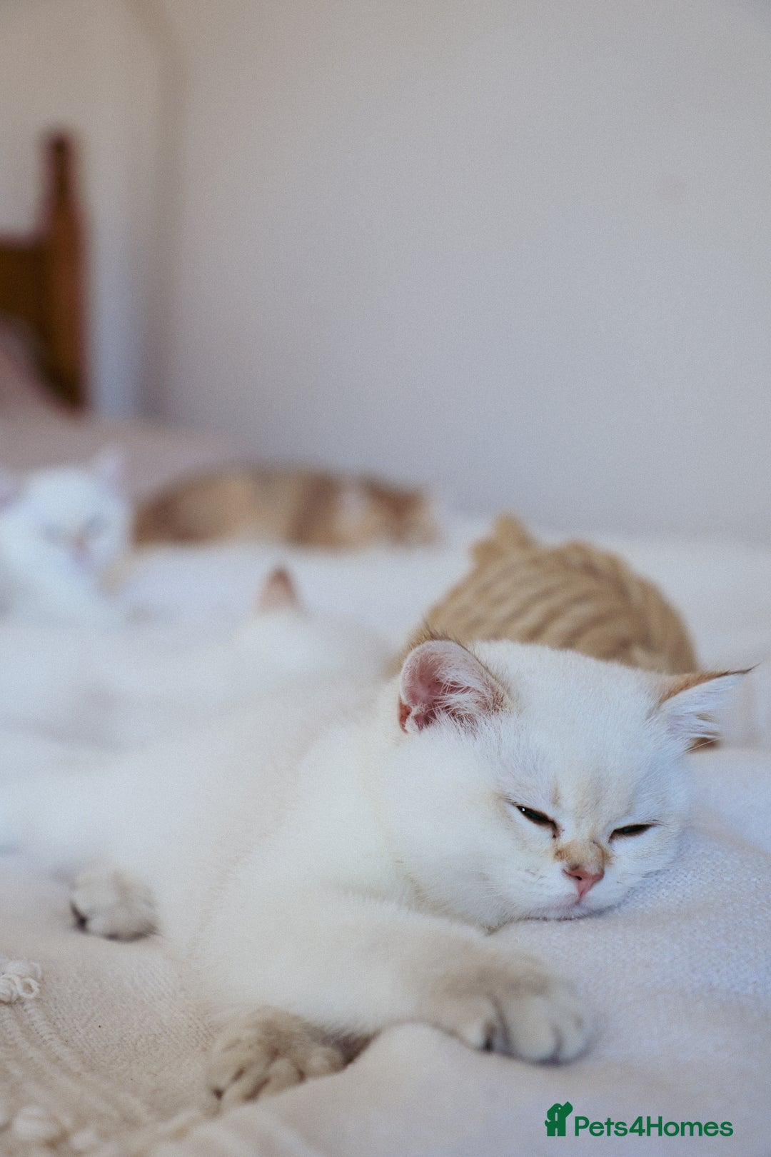 British Shorthair cats for sale: TICA British Shorthair Kittens Champion bloodline in Bedford - Image 16