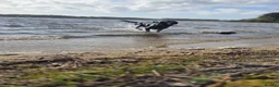 Labrador Retriever dogs for stud: STUD LABRADOR  in Motherwell - Advert 3