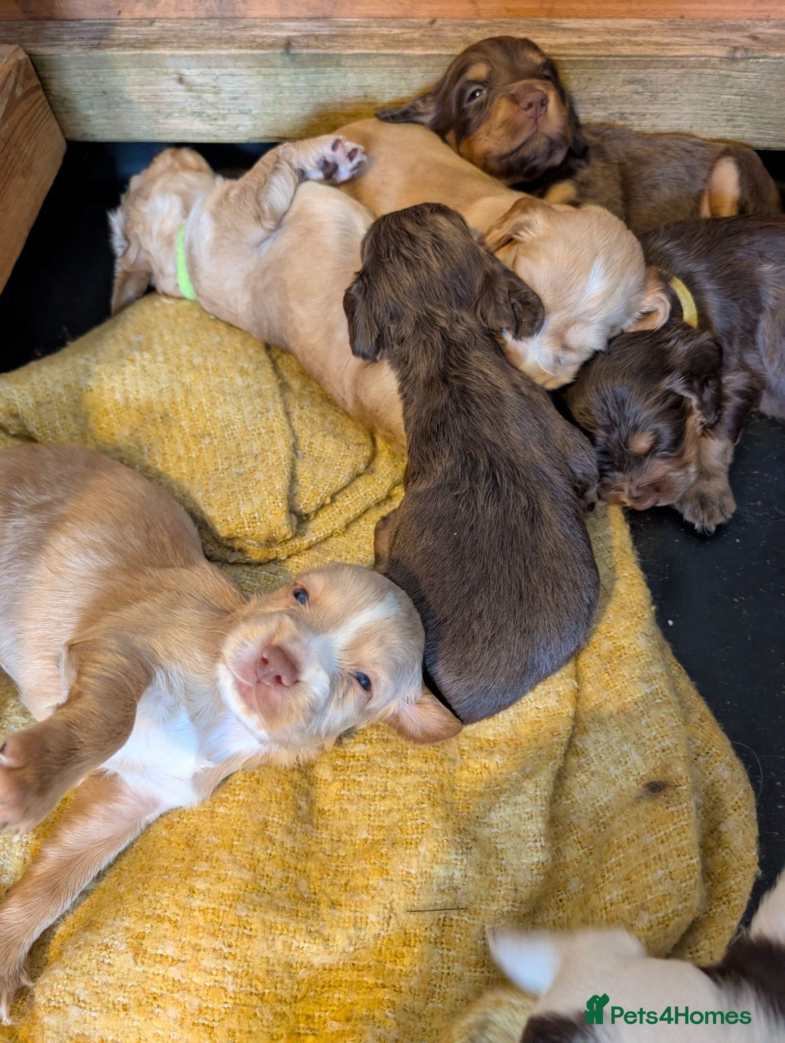 Cocker Spaniel dogs  cocker spaniels working type stunning pups - Advert 16