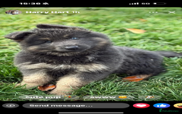 German Shepherd dogs for sale: ⭐️Chunky kc reg GSD pups ⭐️  - Image 1