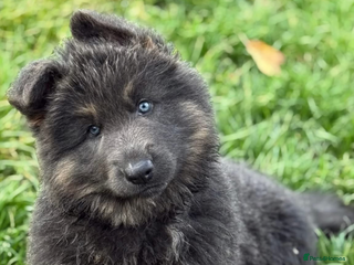 German Shepherd dogs - Advert 2