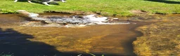 Border Collie dogs for stud: Looking for Stud - Advert 9