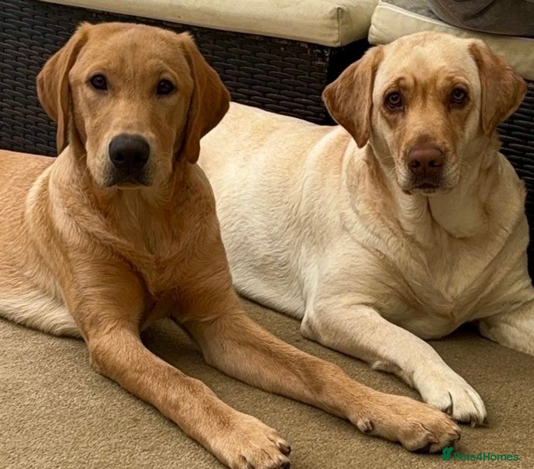 Labrador Retriever dogs for sale: Labrador - Advert 2