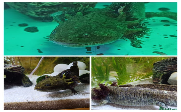 Axolotl reptiles - Advert 5