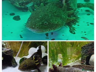 Axolotl reptiles - Advert 8