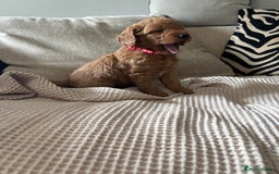 Labradoodle dogs for sale: Red curly labradoodles (F1b) - Image 9