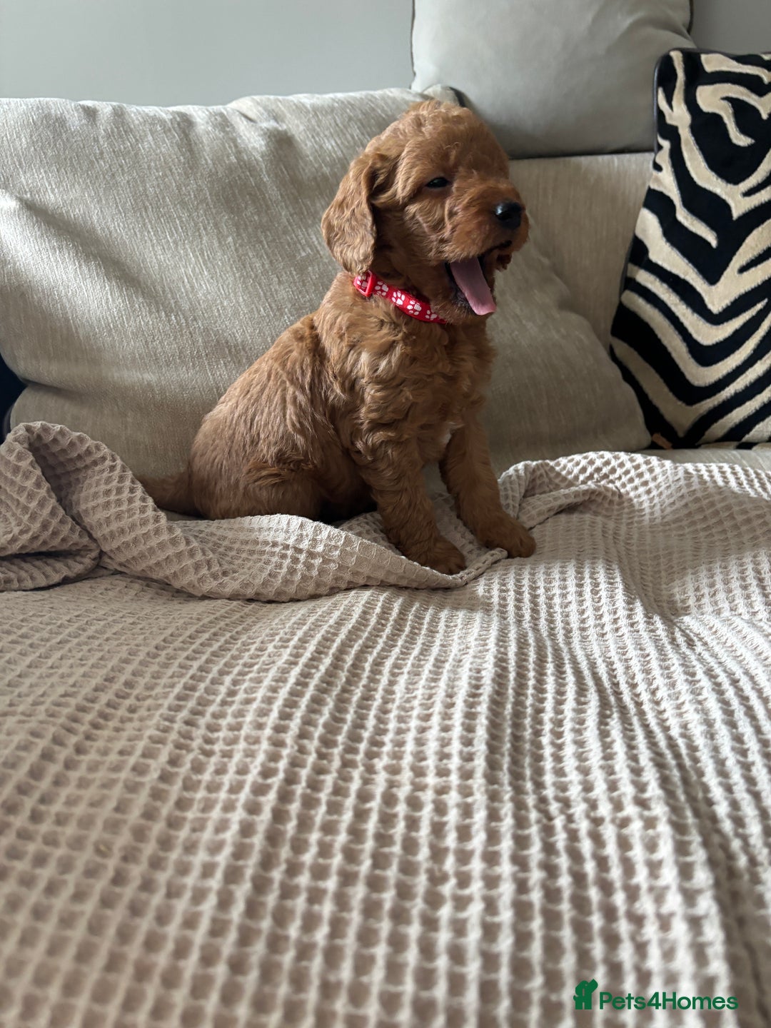 Labradoodle dogs for sale: Red curly labradoodles (F1b) - Image 9