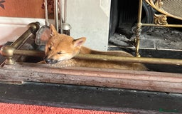 Japanese Shiba Inu dogs for sale: Female Shiba Inu puppy - Image 4
