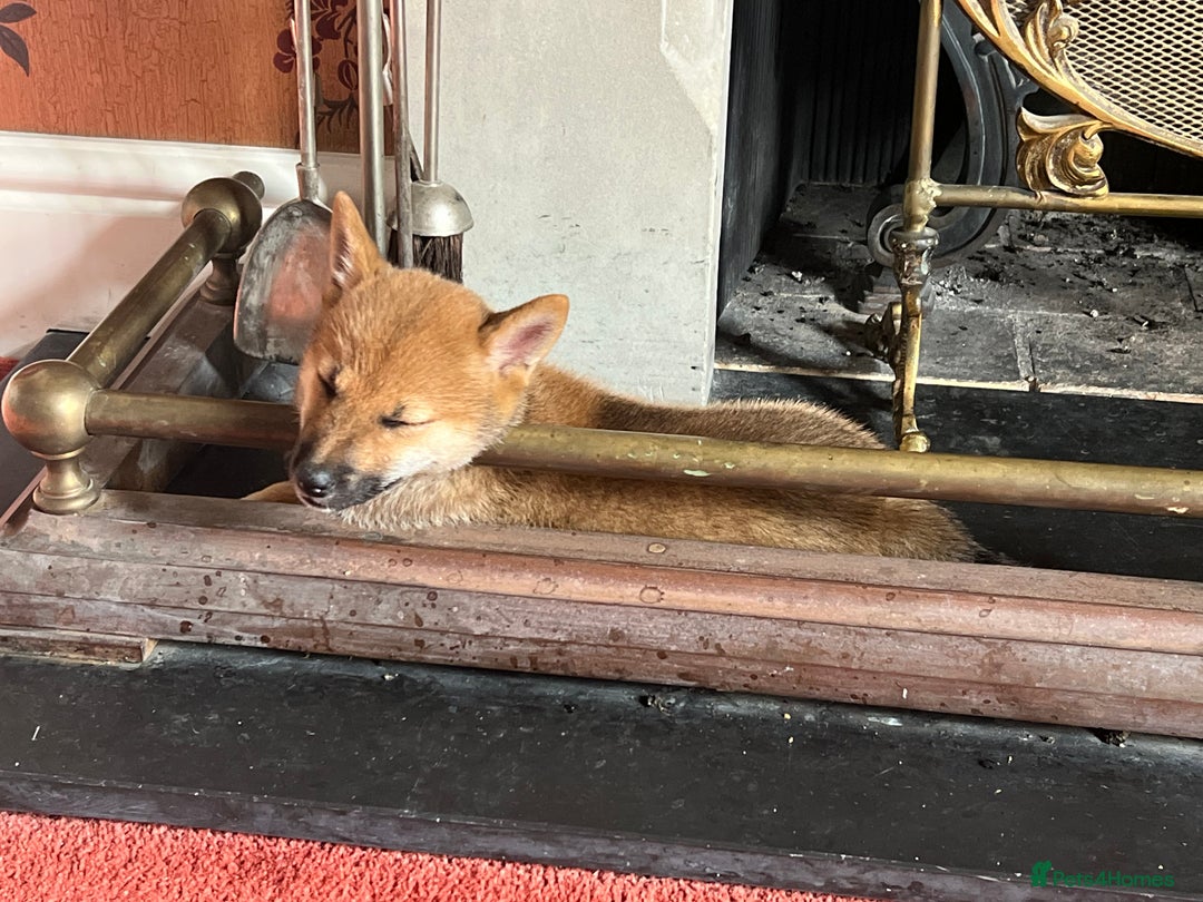 Japanese Shiba Inu dogs for sale: Female Shiba Inu puppy - Image 4