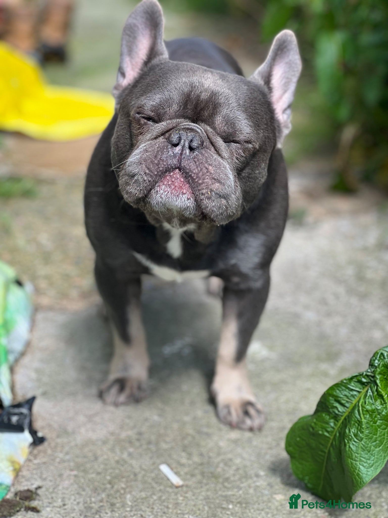French Bulldog dogs for sale: French bulldog puppies  - Advert 5