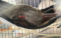 Rat rodents for sale: Milo & Bruce - disabled boy and younger brother  - Image 8