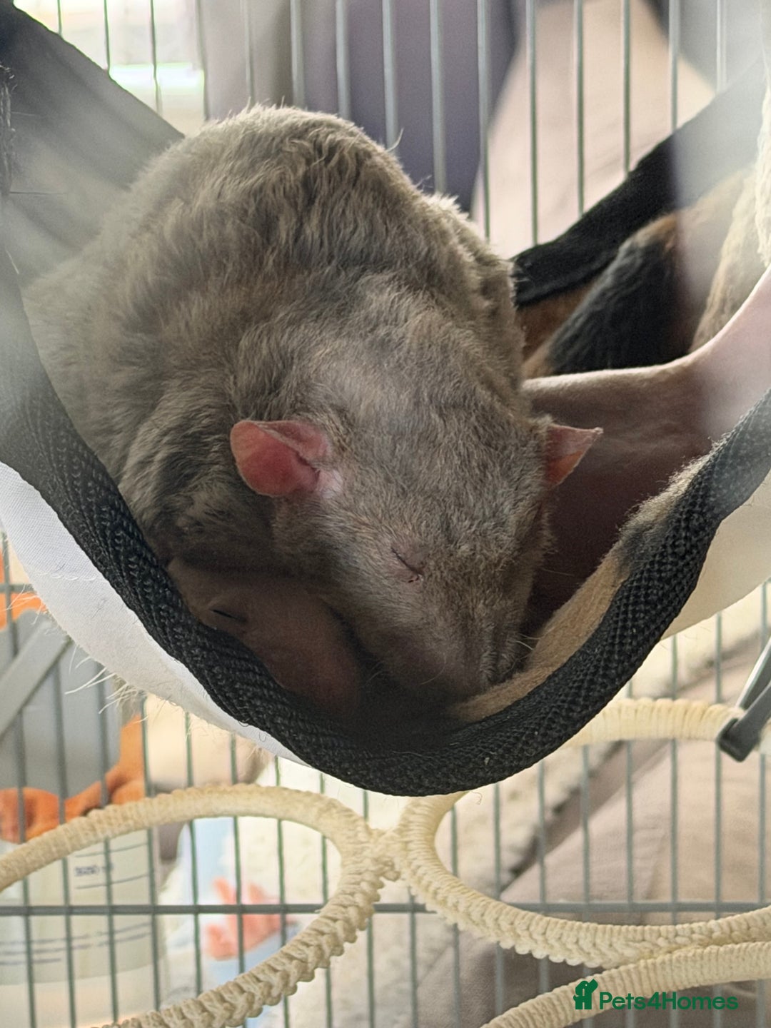 Rat rodents for sale: Milo & Bruce - disabled boy and younger brother  - Image 8