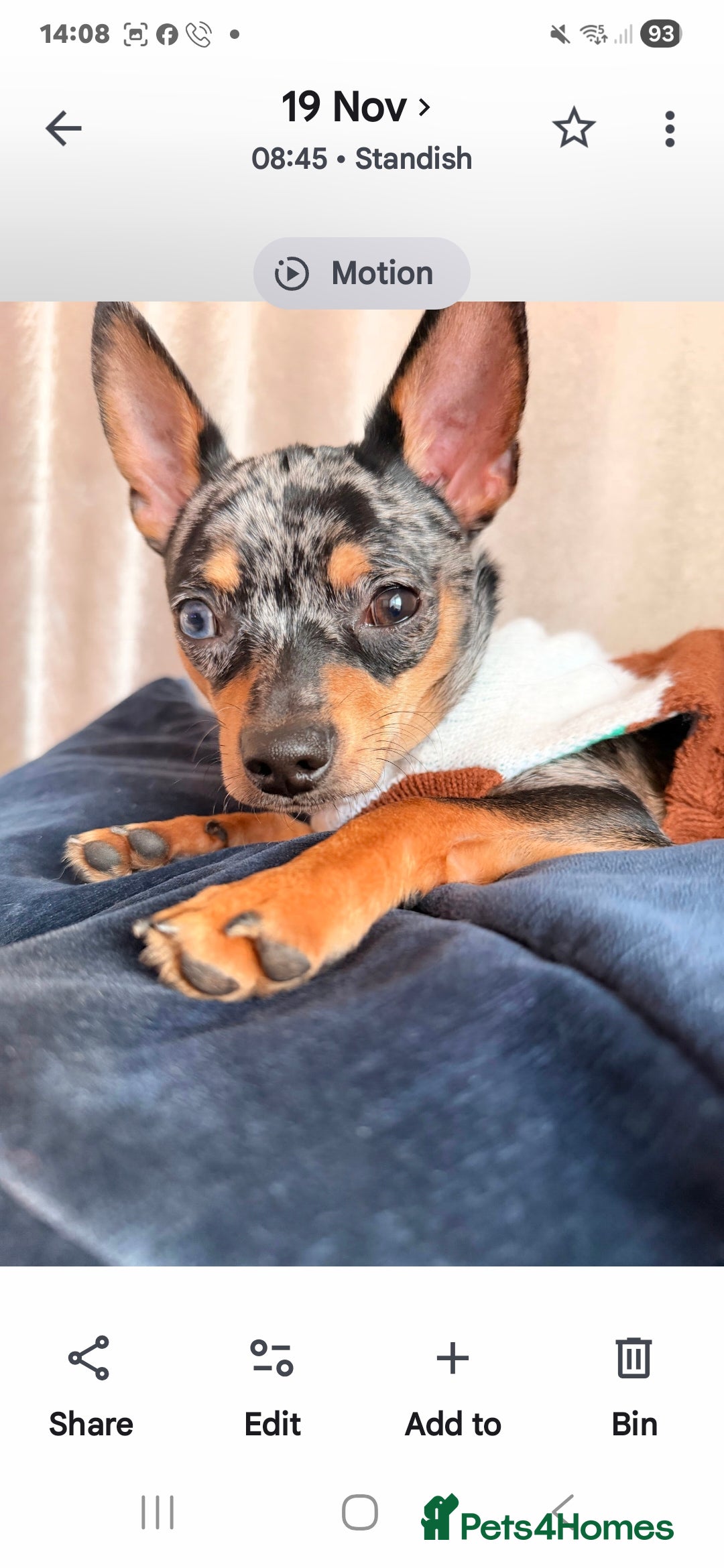 Chihuahua dogs for sale: Merle chihuahua boy - Advert 3