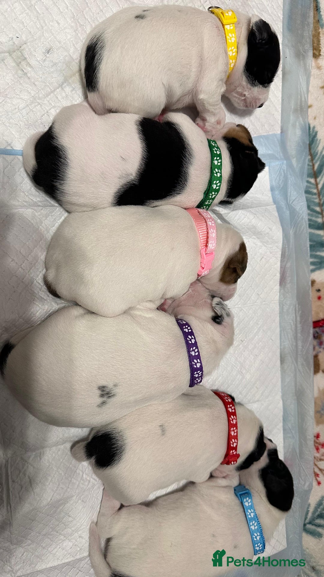 Parson Russell dogs for sale: KC registered Parsons Terriers - Advert 4