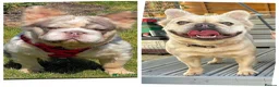 French Bulldog dogs for stud: Licensed breeder! Fluffy frenchie litter due July  - Advert 2