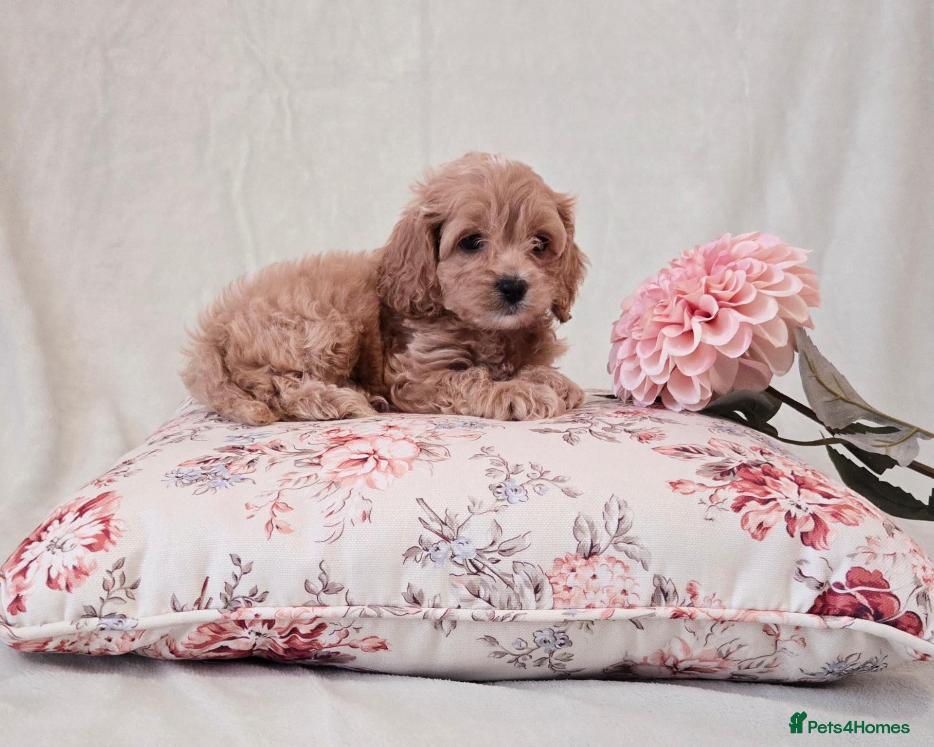 Cockapoo dogs Toy Teddy Bear Cockapoo Puppies - Advert 1