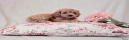 Cockapoo dogs for sale: Toy Teddy Bear Cockapoo Puppies - Advert 1