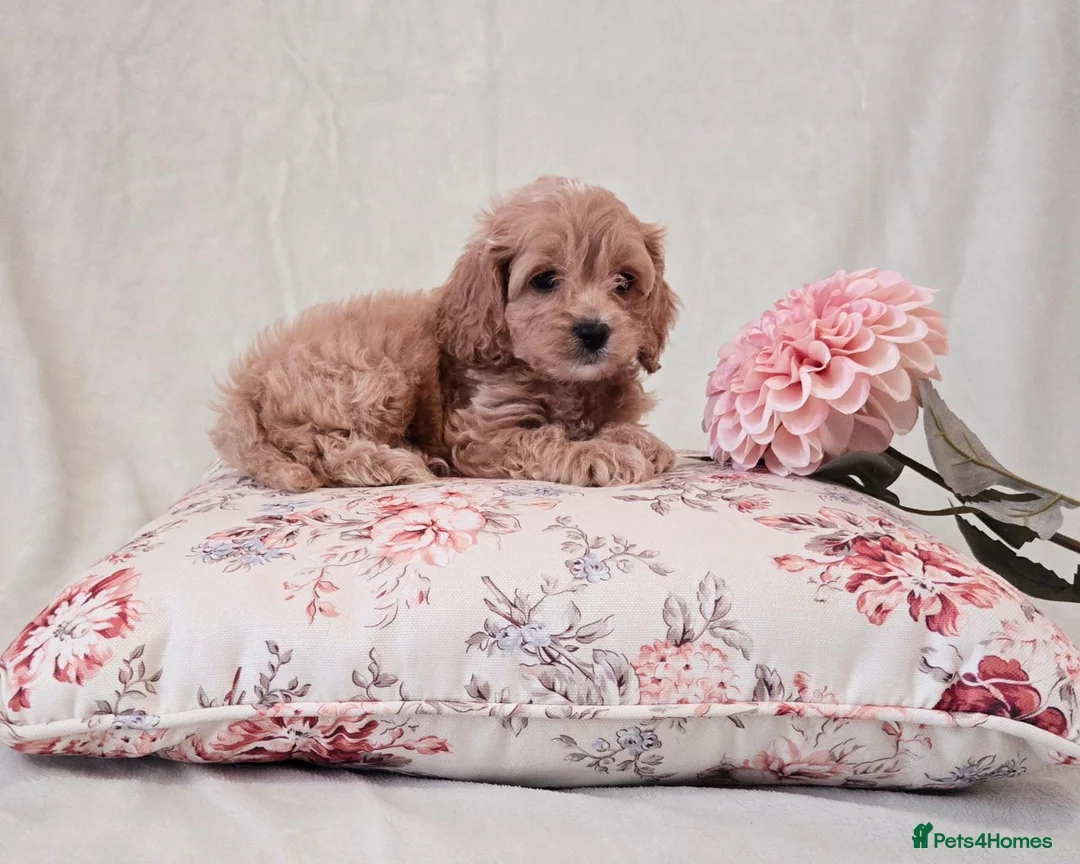 Cockapoo dogs for sale: Toy Teddy Bear Cockapoo Puppies - Advert 1