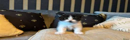 British Shorthair cats for sale: Grand champion sired - Advert 4
