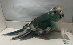 Parakeets birds for sale: Male blue pied spangle, split to cream kakariki - Image 2