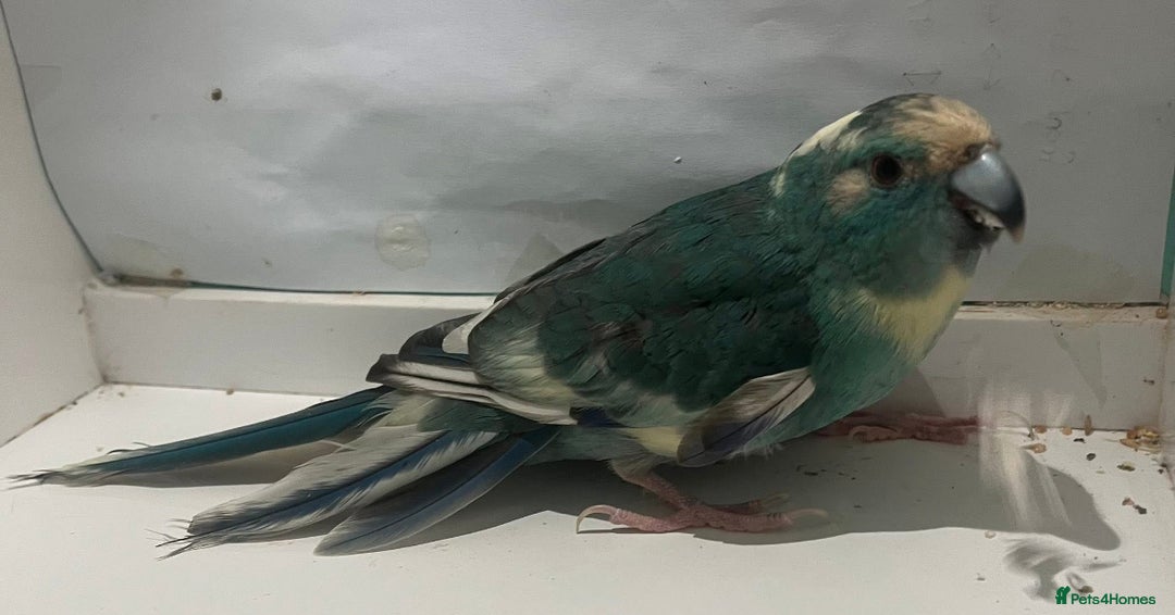 Parakeets birds for sale: Male blue pied spangle, split to cream kakariki - Image 2