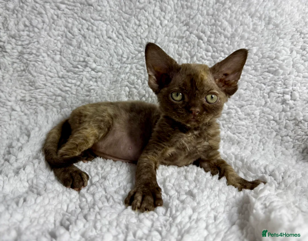 Devon Rex cats for sale: GCCF registered Devon Rex - Male and female - Advert 10