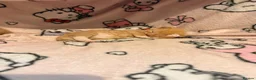 Mixed Breed cats for sale: Kittens for sale in Hounslow - Advert 16