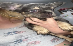 French Bulldog dogs for sale: Fluffy Frenchbulldogs  - Image 2