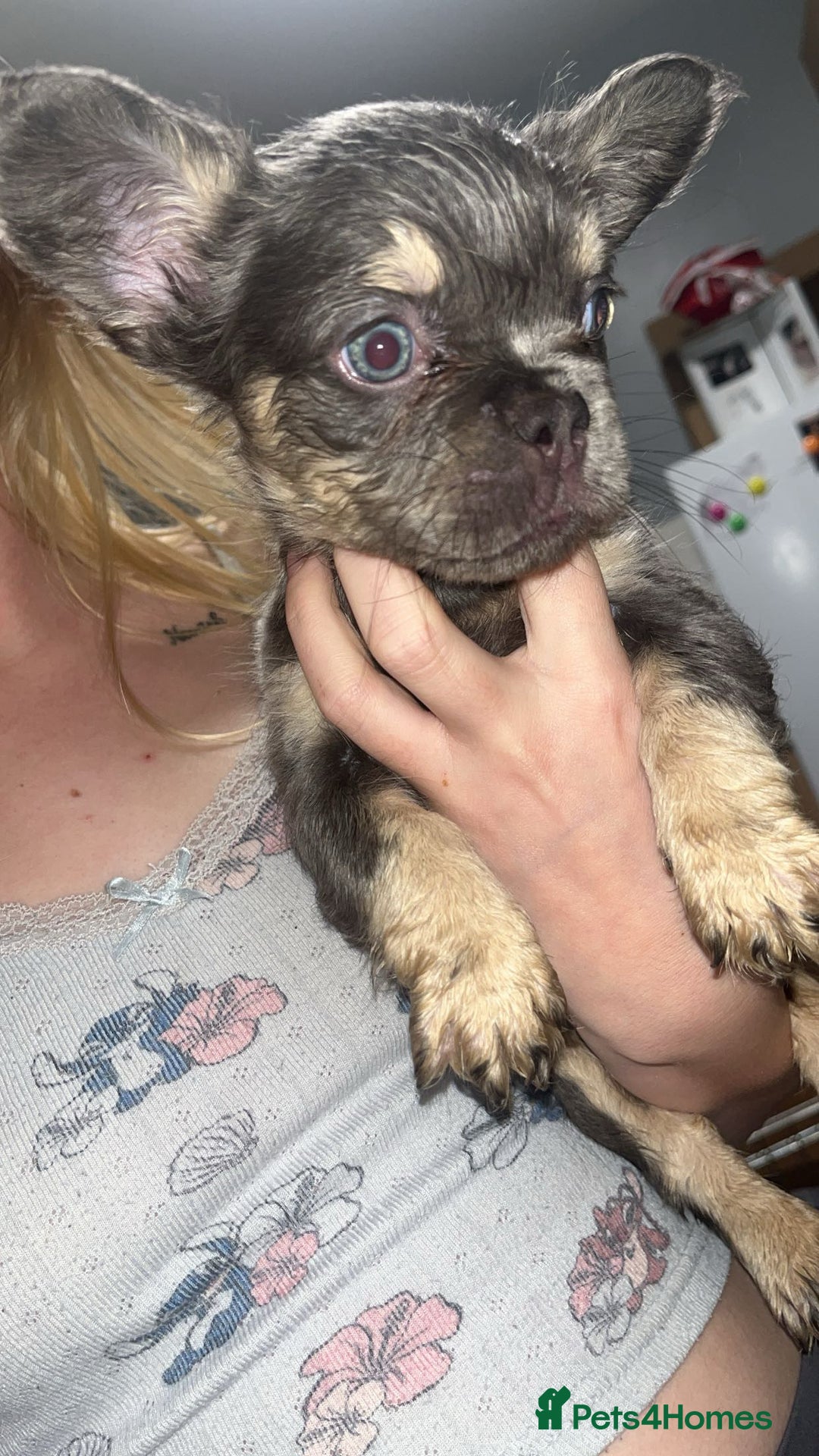 French Bulldog dogs for sale: Fluffy Frenchbulldogs  - Image 2