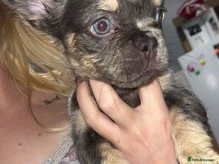 French Bulldog dogs - Advert 5