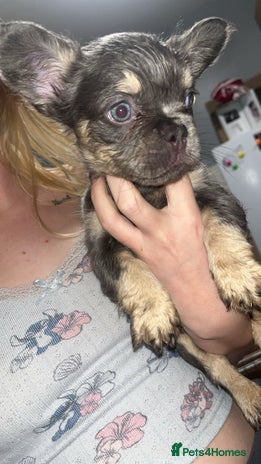 French Bulldog dogs - Advert 11