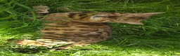 Bengal cats for sale: Beautifully Pure Brown Rossete Bengal girl - Advert 8