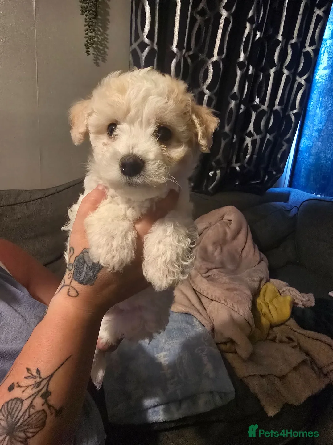 Zuchon dogs for sale: Beautiful babies for sale  in Droitwich - Advert 1