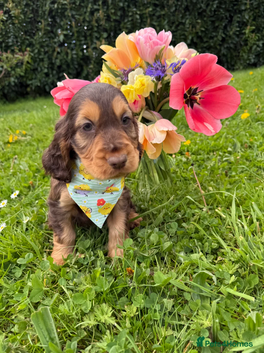 Cocker Spaniel dogs for sale: Show Cockers - READY NOW in Tavistock - Advert 1