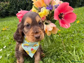 Cocker Spaniel dogs Show Cockers - READY NOW - Advert 7