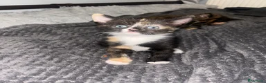 Tortoishell 2