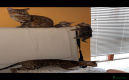 Bengal cats for sale: Beautiful Bengal Kittens for Sale Ready July 28th - Image 2