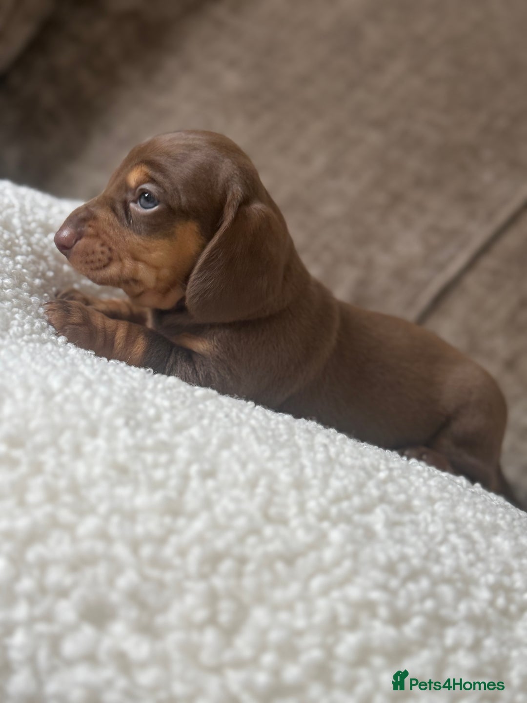 Dachshund dogs for sale: 🌭🌭🌭🌭🌭🌭🌭little dachshunds🌭🌭🌭🌭🌭  - Image 19