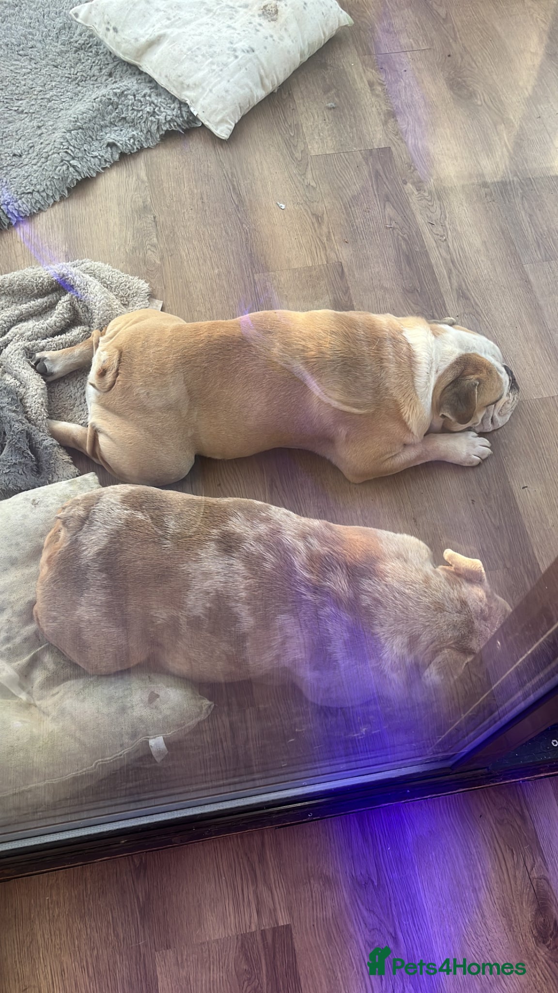 English Bulldog dogs for sale: Chunky healthy pups - Advert 5